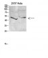 IKKγ Polyclonal Antibody